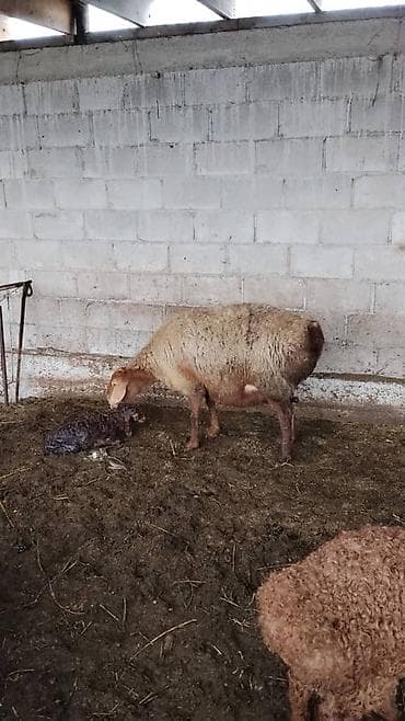 А\ч жаныбралары үчүн товарлар жана шаймандар: Сатам | Кунаажын | Бордоп семиртүү үчүн | Байланган — 9