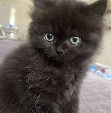 ласки: Очаровательный пушистый котёнок с густой чёрной шерстью и — 1