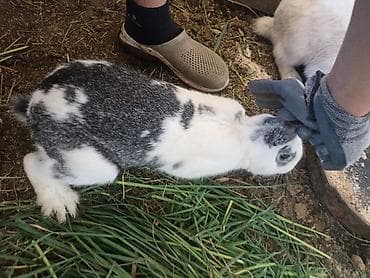 продажа кормов для сельскохозяйственных животных: Коендор сатылат пародасы великан баасы келищим турдо 2 коен баасы — 2