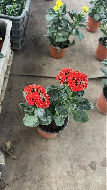 каланхоэ: Каланхоэ Blossfeldiana в горшке - Компактное комнатное — 1