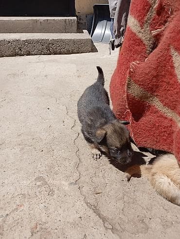 купит корги: 1 месяц, Самка — 1