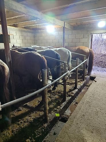 паук тарантул: Продаю | Кобыла (самка) | Полукровка | На забой | Мерин — 9