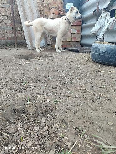 кошка 302: Собака крупной породы, кремового окраса с темной маской на морде — 1