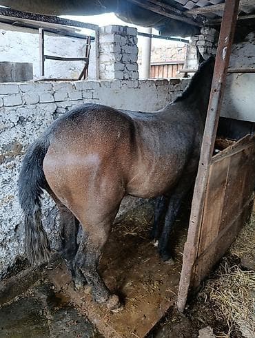 лошадь купить: Продаю | Кобыла (самка) — 7