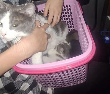 Мышыктар: Мышык бекер берилет: Породасыз, Ургаачы, Лотокко барууга үйрөтүлгөн — 7