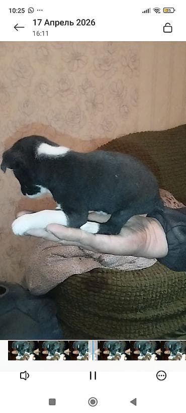 chi su: Готовы к продажи щенки Той терьера. Три мальчика и одна девочка — 1