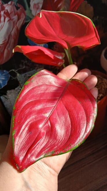 пияз цена бишкек: Продаю из личной коллекции отростки аглоанемы суксом . Для офиса и — 5