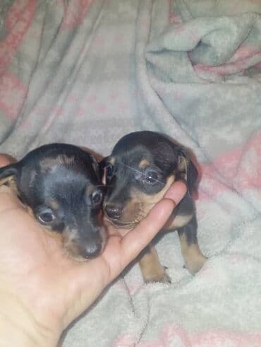 купить элитного щенка немецкой овчарки: Продаются щенки породы таксы, полтора месяца, две девочки — 4