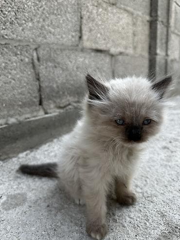 стрижка котов: Рэгдолл, 1 месяц, Мальчик, Приучена к лотку — 2