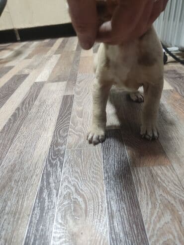 бульдог цена: Щенки К Продаже готовы Питбуль кушают самостоятельно 3500за 1 Срочно — 8