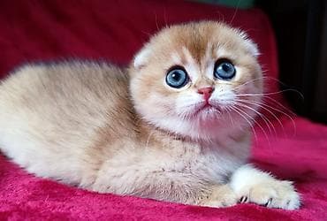 Питомник шотландских кошек предлагает к предварительному резерву