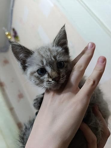 Продажа кошек: В Добрые руки. БЕСПЛАТНО!!!Котята домашние, разноокрасочные: - — 5