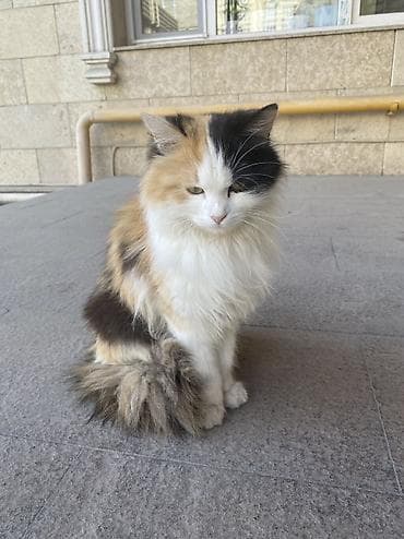 собаки овчарка: Кто потерял? Молодая кошка Чистая ухоженная спокойная Район Ботсад на — 1