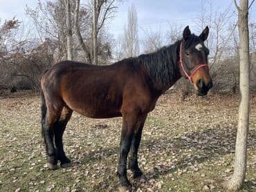 срочно продаю в связи с переездом: Продаю | Конь (самец) | Для разведения | Племенные — 2