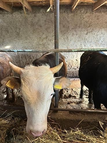 тяжеловоз купить: Продаю | Бык (самец) | На откорм | Привязанные — 9