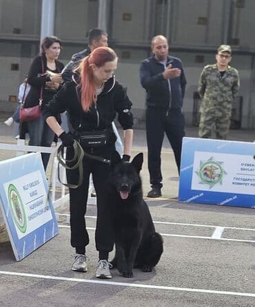 акустические системы bowers amp: Немецкая овчарка, 3 месяца, Самец, С прививкой — 8