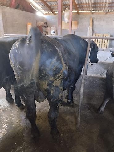 карови: Продаю | Бык (самец) | На откорм | Привязанные — 2