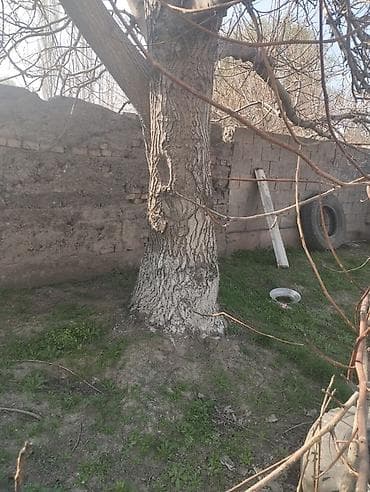 Продаю Большое дерево орех
Звоните договоримся at lalafo.kg Продаю Большое дерево орех
Звоните договоримся