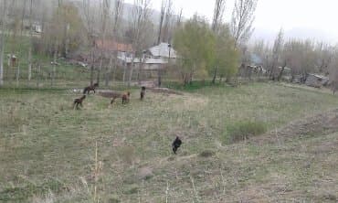 аренда домов на длительный срок: Дом, 92 м², 4 комнаты, Собственник, Старый ремонт — 3