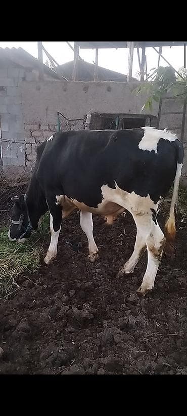 кой сойу: Продаю | Бык (самец) | Голштин | Для разведения | Привязанные — 4