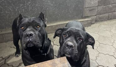 овчарка белгийский: Кане-корсо, 1 месяц, Самец, С прививкой — 10