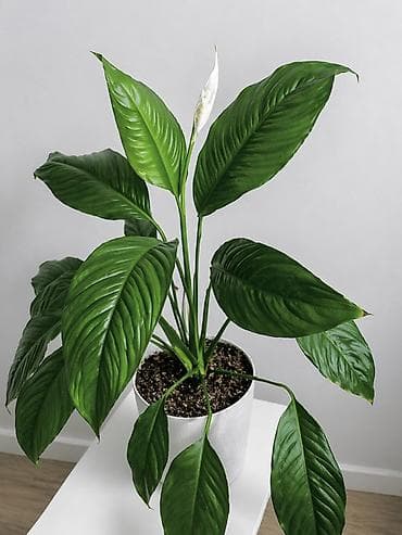 Спатифиллум (Spathiphyllum) - Декоративно-лиственное комнатное — 2