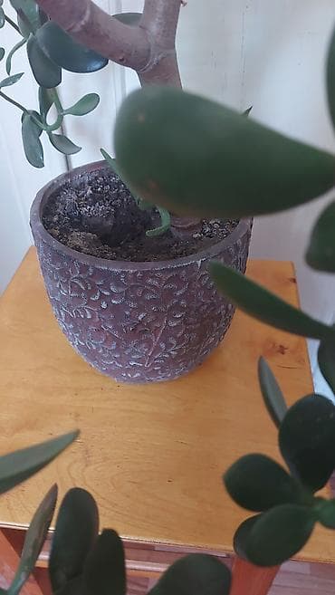 Денежное дерево: Комнатные растения в горшках: 1) Сансевиерия (Sansevieria — 6