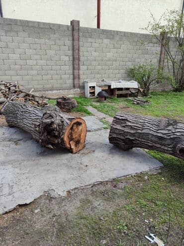 ДСП: Продаю 2 ствола ореха длина 2,40 и 210; диаметр 0,60. цена — 3