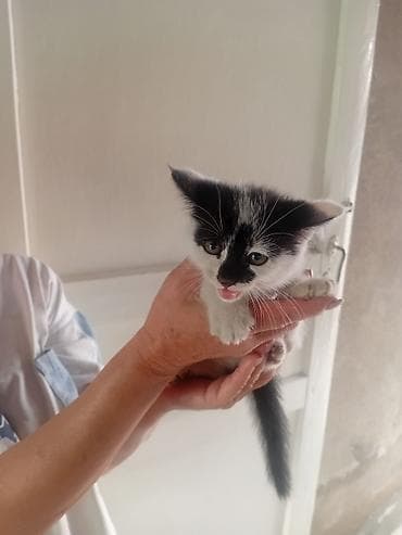 Отдам даром кошку: Кошка даром: Лесная, 1 месяц, Девочка, Приучена к лотку — 1