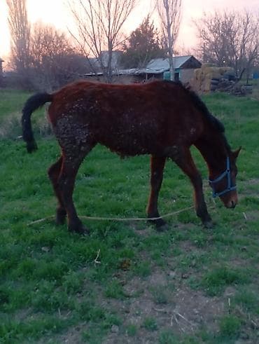 лошади каракол: Продаю | Кобыла (самка) | Полукровка | Для разведения | Племенные — 3