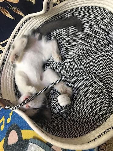 кошки мальчики: Кошка даром: Беспородная, 3 месяца, Мальчик, Приучена к лотку — 4