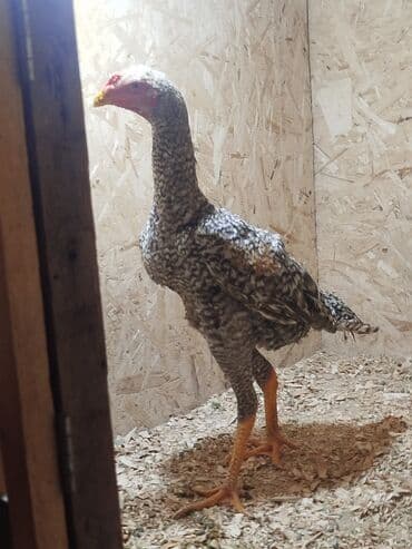 сколько стоит кошка в бишкеке: Дакан короздор сатылат алмашу жолдору бар адрес Заря Тынчтык конушу — 6