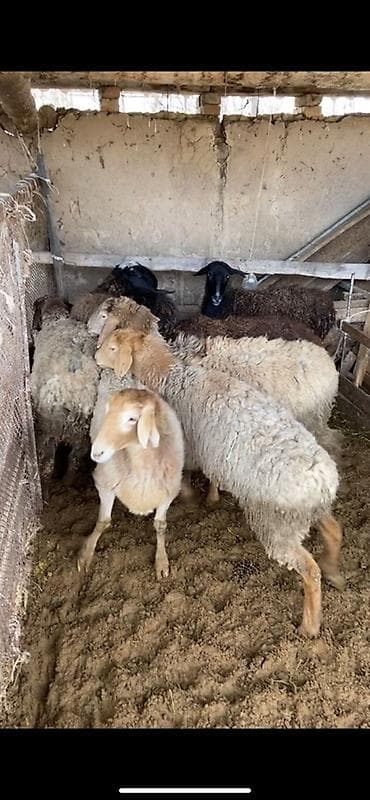 Кошки: Продаю | Овца (самка) | Для разведения | Матка — 3