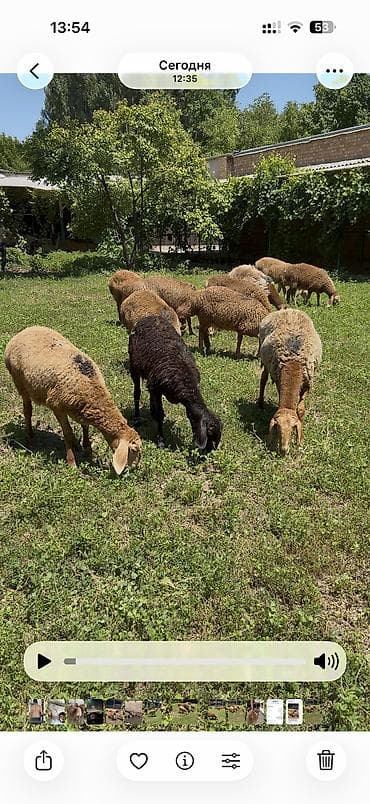 С/х животные и товары: Продаю | Овца (самка), Ягненок | Гиссарская, Арашан | На забой, Для разведения, Для шерсти | Племенные, Матка, Ярка — 4