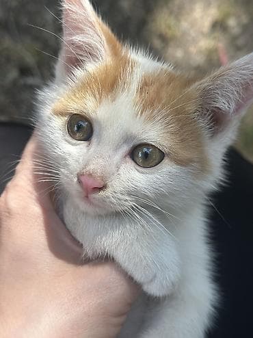 кошка ош: Беспородная, 2 месяца, Мальчик, Приучена к лотку — 3
