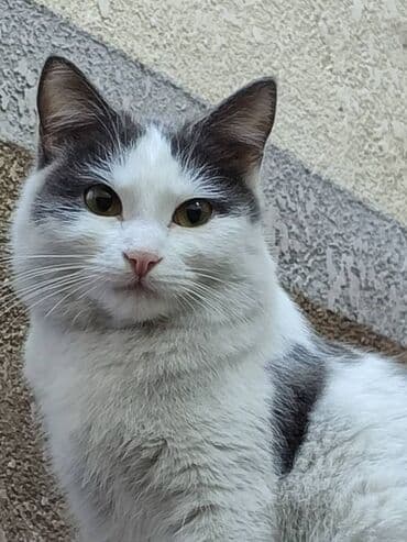 кошка в добрые руки: Ищем дом кошке. Привезём сами — 2