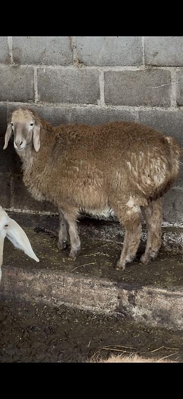 булан животное: Продаю | Овца (самка) | Для разведения — 1