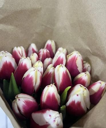 тулпан оптом: Тюльпаны Оптом и в розницу - Разнообразие оттенков: жёлтые, розовые — 6