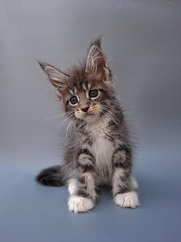 Үй жаныбарлары: Шикарные котята мейн-куны, окраса рыжий мрамор (red tabby). Большие — 9