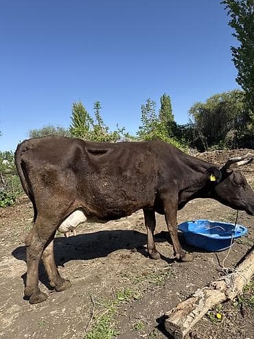 высокодойные коровы: Продаю | Корова (самка) | Для молока — 2