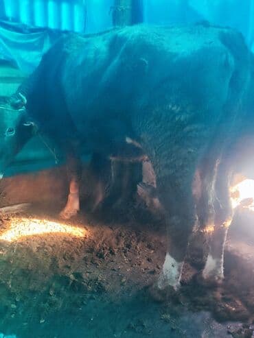обмен на корову: Продаю | Корова (самка) | Голштин | Для разведения, Для молока — 1