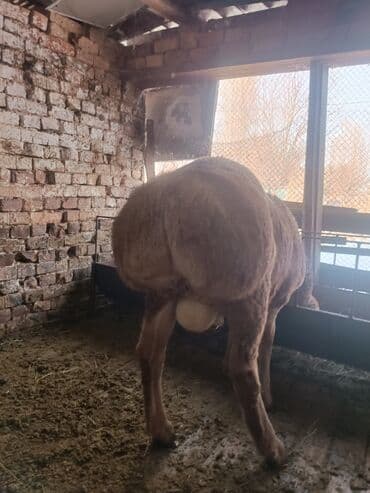 эркек ит: Сатам | Кочкор (эркек) | Эдильбай | Көбөйтүү үчүн | Асыл тукумдуу — 5