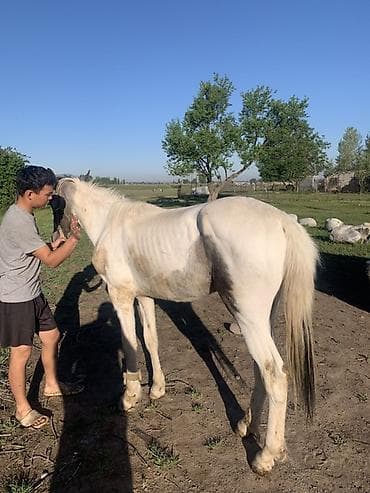 заказ делфин: Продаю | Жеребенок | Рабочий — 3