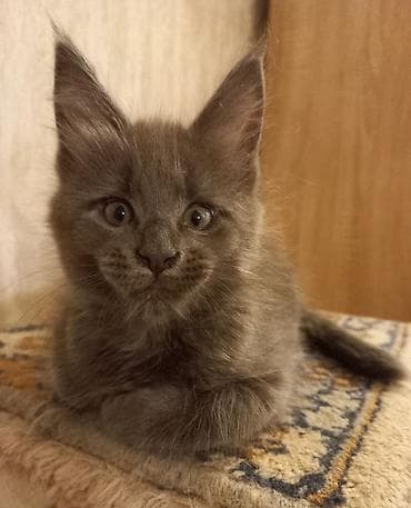Продажа кошек: Котята мейн-кун готовы к переезду! Отличный помёт с шикарными — 3