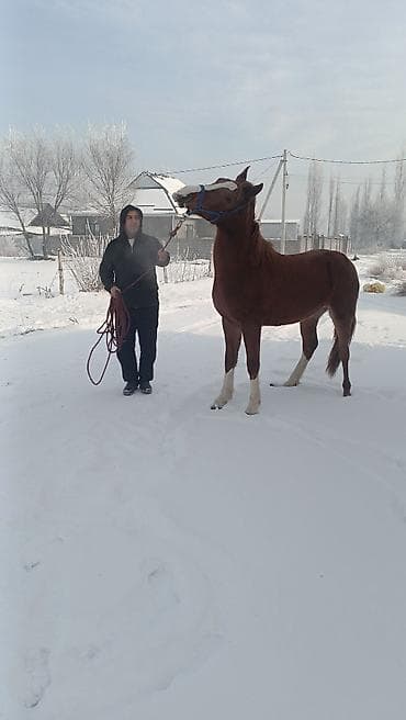 1 жаш тайлар: Сатам | Тай | Аргын | Ат спорту — 1