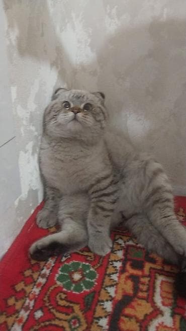 кошка каракол: Шотландская вислоухая кошка (Scottish Fold) - Окрас: сил- или — 4