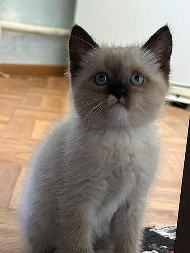 дом для кош: Рэгдолл, 2 месяца, Мальчик, Приучена к лотку — 1