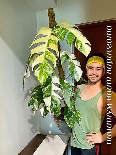 эпипремнум: Продажа излишек растений из собственной коллекции на 6 фото эпипремнум — 2