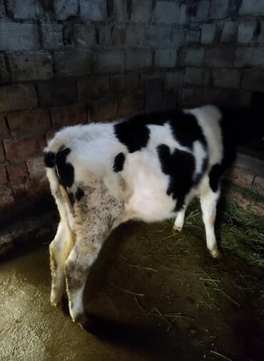 продаю дойных коров: Сатам | Музоо | Голштин | Сүт алуу үчүн | Байланган — 1