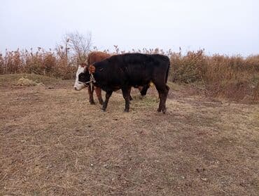 Иттер: Сатам | Бука (эркек) | Аргын | Бордоп семиртүү үчүн | Байланган — 2